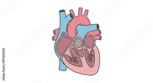 Detailed illustration of a human heart.