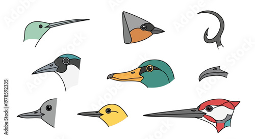 Ducks and other waterfowl beaks profile.