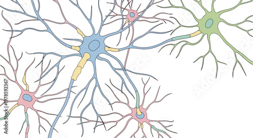 Neurons in the brain cells network.