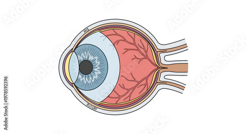 Anatomy of a human eye.