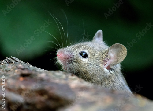 The house mouse (Mus musculus) is a small mammal of the rodent family Muridae, characteristically having a pointed snout, large rounded ears, and a long and almost hairless tail