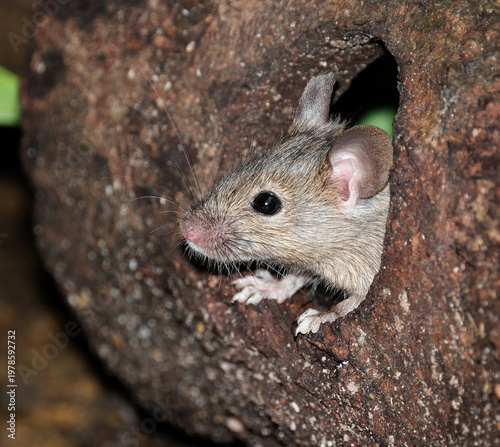 The house mouse (Mus musculus) is a small mammal of the rodent family Muridae, characteristically having a pointed snout, large rounded ears, and a long and almost hairless tail