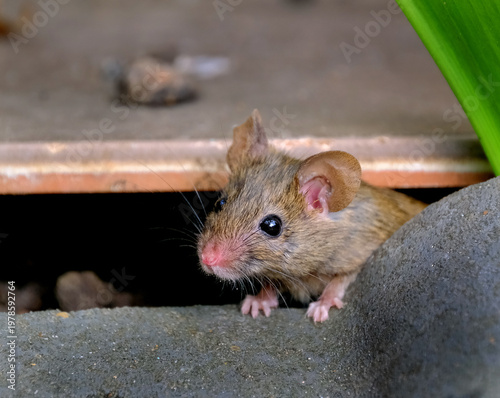 The house mouse (Mus musculus) is a small mammal of the rodent family Muridae, characteristically having a pointed snout, large rounded ears, and a long and almost hairless tail