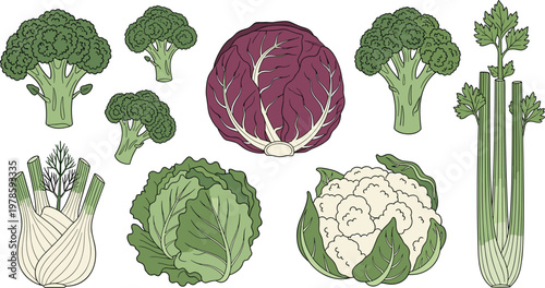 Organic green vegetable vector set. Hand drawn icons of broccoli, radicchio, cauliflower, fennel bulb, celery, and cabbage for healthy food and botanical design.