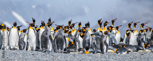 King penguins on South Georgia island near Antarctica.