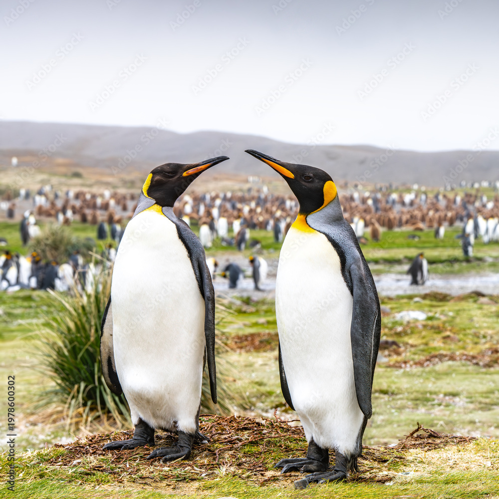 Obraz premium King penguins on South Georgia island near Antarctica.
