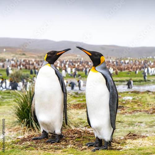 King penguins on South Georgia island near Antarctica.