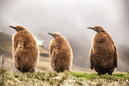 King penguins on South Georgia island near Antarctica.