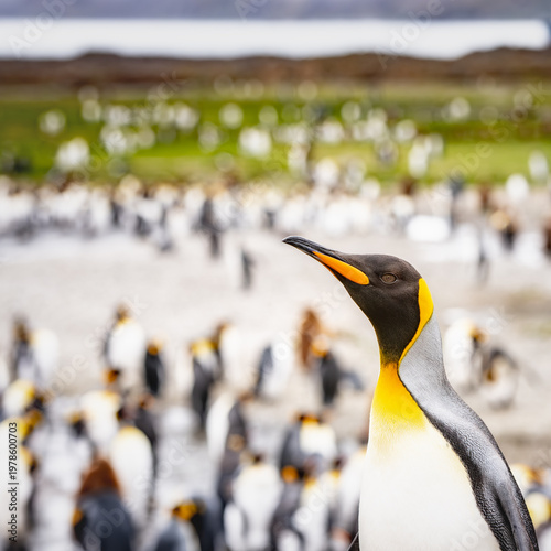 King penguins on South Georgia island near Antarctica.