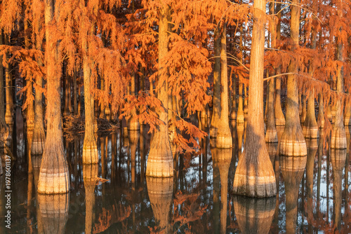 Photos Autumn Red Dawn Redwood Forest, Zhangdu Lake Floating Forest, Wuhan, China