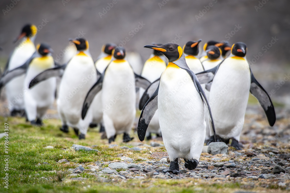 Fototapeta premium King penguins on South Georgia island near Antarctica.