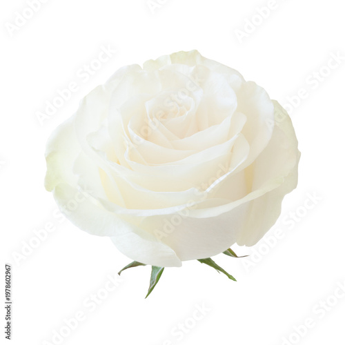 Beautiful single white rose isolated on transparent background. Beautiful ele...
