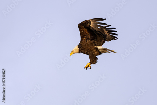 Schilderij op canvas Bald eagle banking in flight with talons extended against a pale sky