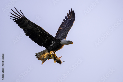 Canvastavla Bald eagle carrying a fish in flight against a clear pale sky