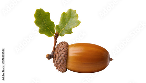 Canvastavla Brown acorn with textured cap and green oak leaves, isolated on transparent back