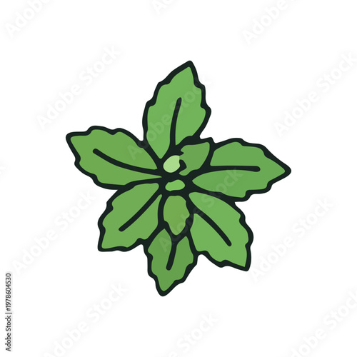 Hand Drawn Green Mint Leaf Illustration