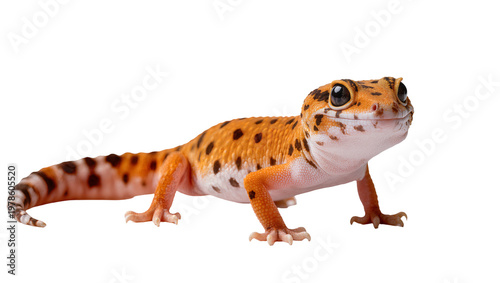 Photos Orange leopard gecko with black spots, isolated on transparent background
