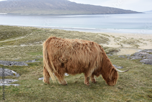 фотографія Ginger Red Hairy Coo in Scenic Rugged Scotland
