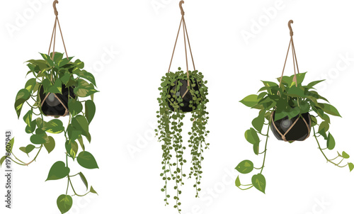 Collection of three indoor hanging plants including pothos and string of pearls in macrame hangers isolated on a white background.