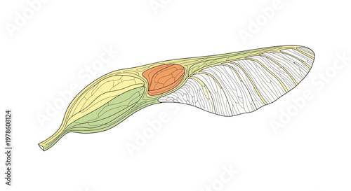 Obraz na płótnie Detailed illustration of a leaf structure.