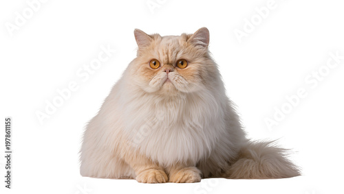Obraz na plátně Fluffy cream Persian cat with orange eyes sitting, isolated on transparent backg