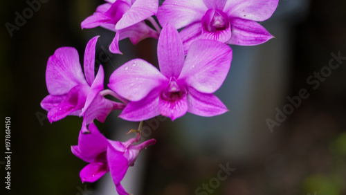 Close up photo of a light purple fly orchid flower or Anggrek Larat (Dendrobium phalaenopsis) blooming in the afternoon with a blurred background.