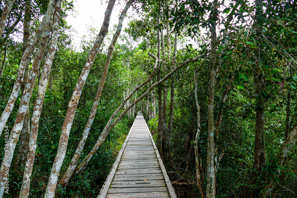 Obraz premium Tanjung Puting National Park Tropical Rainforest and River Landscape in Borneo