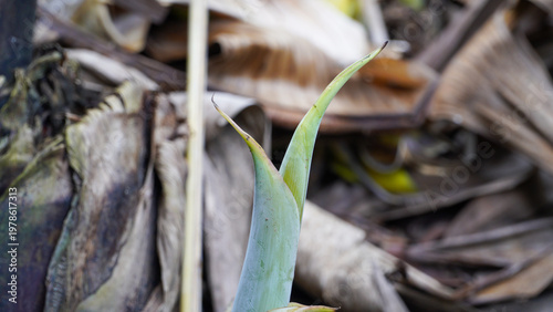 Close up photo of a green banana tree shoot growing around fallen, dry, brownish banana leaves.