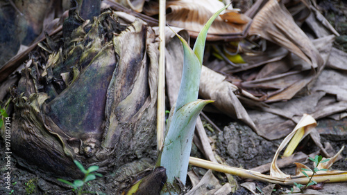 Close up photo of a green banana tree shoot growing around fallen, dry, brownish banana leaves.