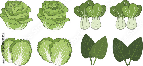 Green Leafy Vegetable Illustration Set with Cabbage, Lettuce, and Bok Choy Collection for Organic Food, Farming, Nutrition, and Healthy Diet Design Projects