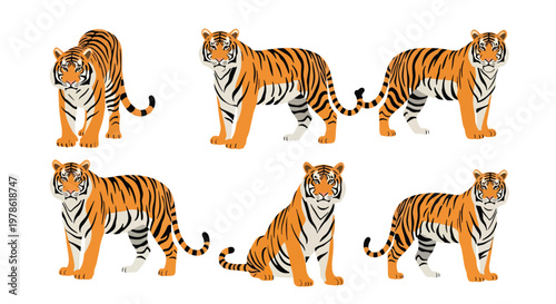 Collection set flat style vector illustration of tigers in different poses, wild animals isolated, jungle predator characters, strong feline wildlife design