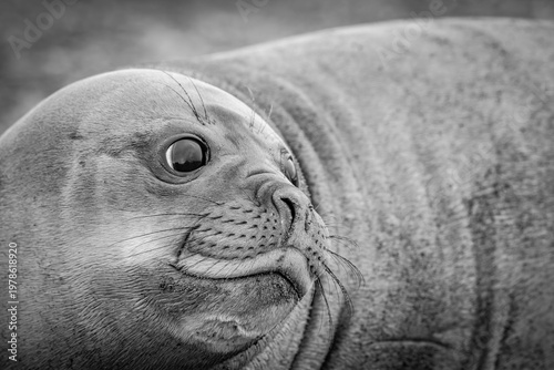 Young sea elephant on South Georgia Island near Antarctica.