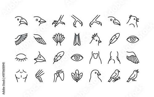 Canary parts with beaks, claws, wings, tails, crests, and structural features clean monoline outline icon set showing exactly 24