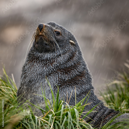 Fur seal in the grass on South Georgia Island near Antarctica