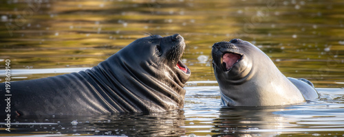 Young sea elephants on South Georgia Island near Antarctica