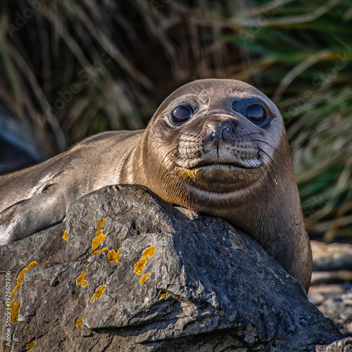 Young sea elephant on South Georgia Island near Antarctica