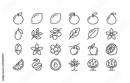 Citrus trees with oranges lemons limes grapefruits mandarins branches leaves blossoms and hanging fruit clusters clean monoline