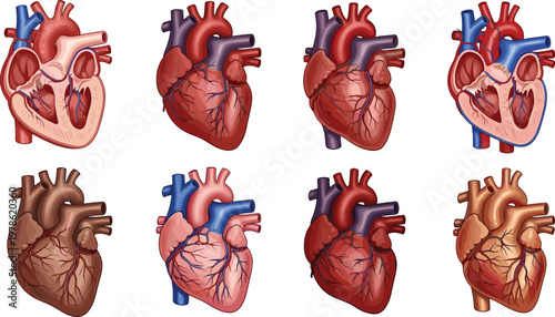 Human Heart Anatomy Illustration Set with Realistic Cardiovascular Organ Variations Collection for Medical, Biology, Healthcare, and Education Design Projects
