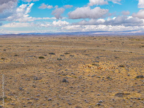 Obraz na płótnie Aerial view of a herd of wild guanacos roaming the vast arid plains of the Patag