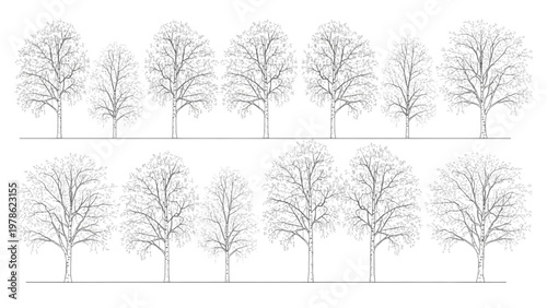 Set of Leafless Deciduous Trees with Detailed Branches Vector Illustration Collection for Design