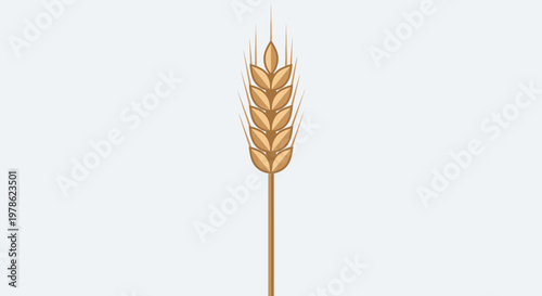 Isolated ripe golden wheat ears and grain seeds icon for organic agriculture harvest illustration of healthy cereal crop plant on white