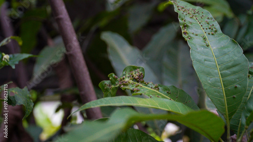 Diseased mango leaves showing pest infestation and leaf damage, captured in close-up with visible spots and texture changes.