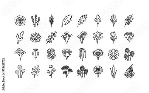 Dried flowers with preserved blooms, seed pods, grasses, pampas, and decorative stems for floral arrangements clean monoline