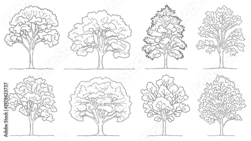 A diverse collection of hand-drawn tree illustrations, showcasing various species and canopy forms in detailed line art