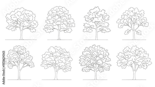 Collection of eight different types of deciduous trees in outline