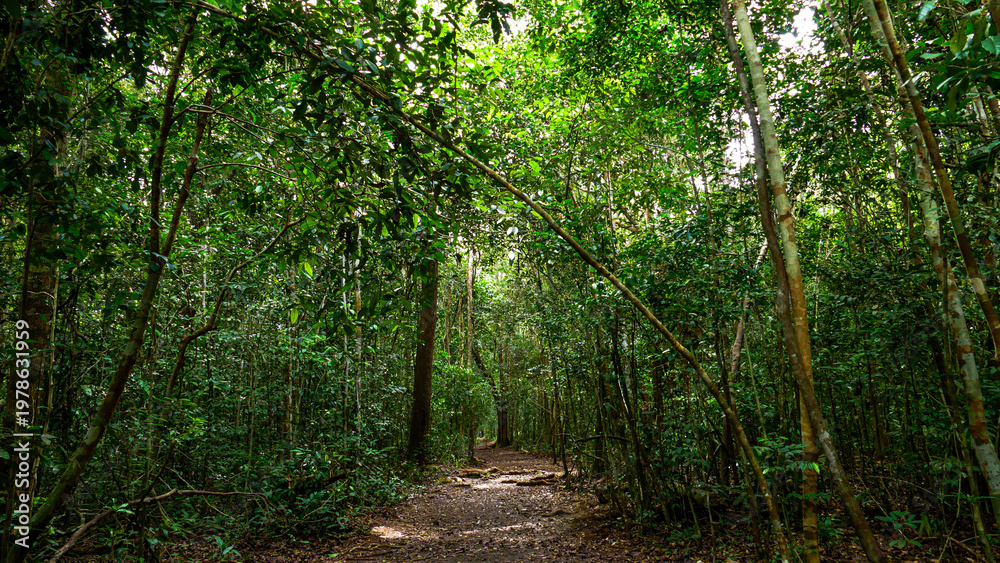 Obraz premium Tanjung Puting National Park Tropical Rainforest and River Landscape in Borneo