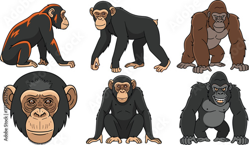 Chimpanzee and Gorilla Vector Set with Realistic Primate Animals in Different Poses for Wildlife Jungle Illustration and Animal Character Design