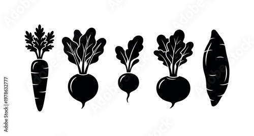 Carrot root with leafy top, beetroot round bulb with leaves, radish small root with stem, turnip bulb smooth top leaves, sweet