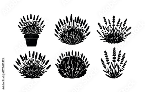 Lavender plant variations including potted lavender plant, garden lavender bush, wild lavender cluster, trimmed lavender plant,