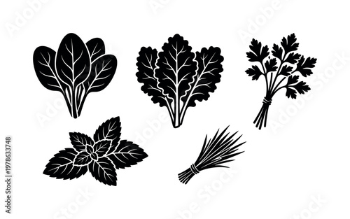 Leafy greens for juicing including spinach leaves bunch, kale leaves cluster, parsley bunch tied, mint leaves group, wheatgrass